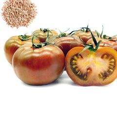 100 Fresh Inch Black Prince Brown Tomato Garden Heirloom Seeds (Vegetable Potted Plants)