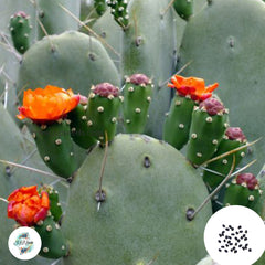 40 Seeds Opuntia quimilo Cactus Succulent seeds