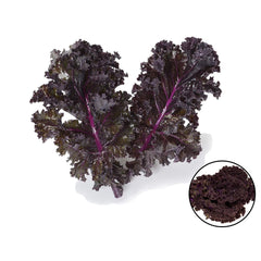 100 Purple Kale Curled Redbor Organic Heirloom Seeds (Vegetable) Non Gmo