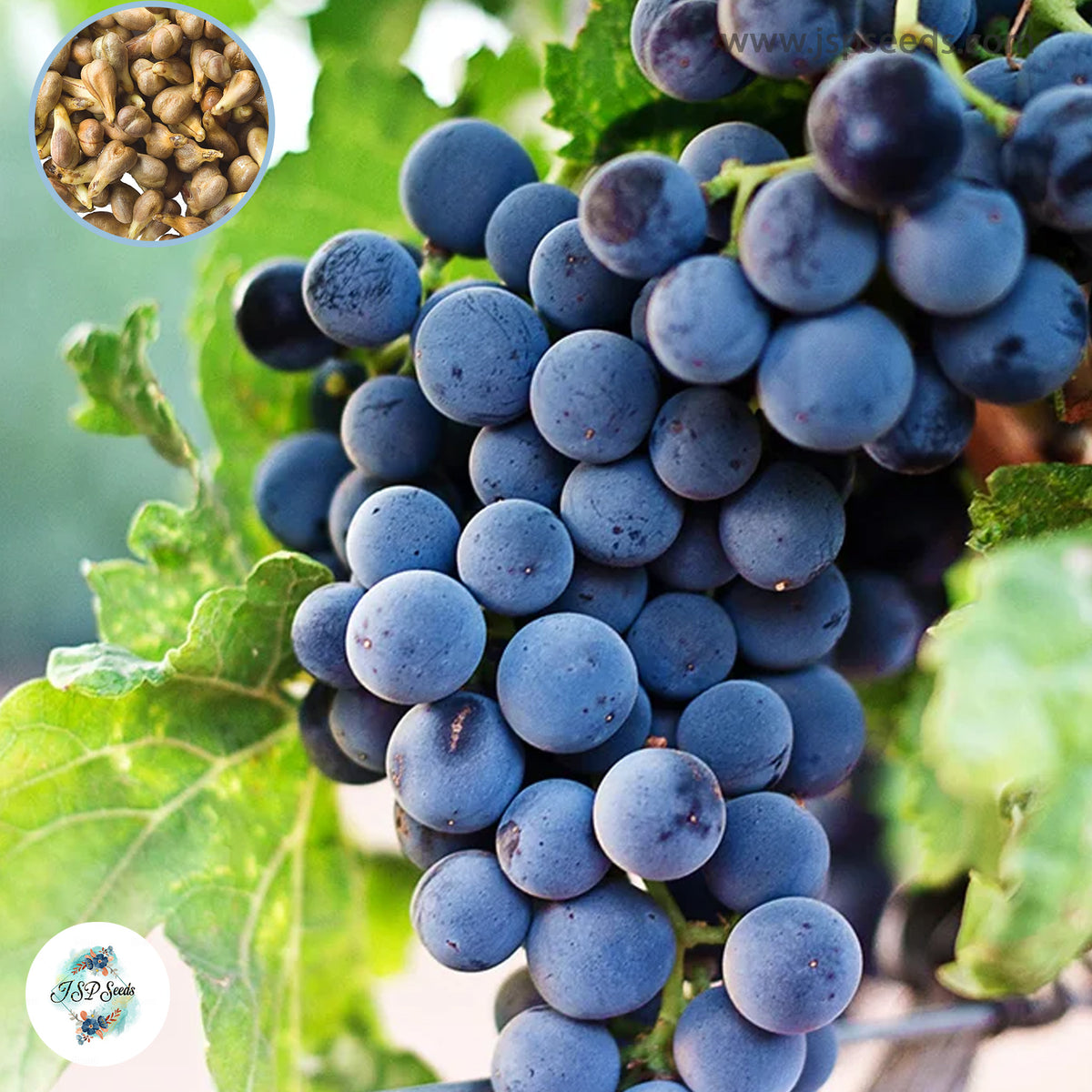 50 Wine Grape Vine Seeds for Planting Garden