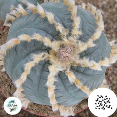 40 Seeds Lophophora williamsii v. Huizache Cactus Succulent seeds