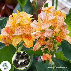 30 Picasso CANNA LILY Indian Shot Canna Indica Flower Seeds Cannaceae (Asia Flower)