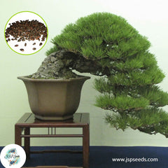 30 Japanese Black Pine Tree Seeds (Pinus thunbergii)