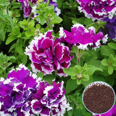 1000 Purple Pirouette Petunia Seeds Grandiflora, Multiflora, Milliflora Perennial Flowers Annual Seeds (Flower)