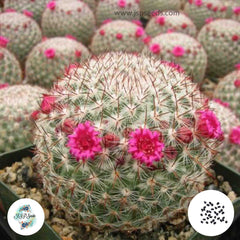 40 Seeds Mammillaria rhodantha Cactus Succulent seeds