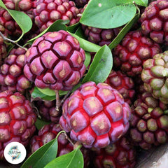 10 Kadsura Coccinea & Black Tiger Sugar Apple Custard Apple Seeds Annona Seeds Ceylon Seeds Sweet Fruit Plant (Asia Fruit)