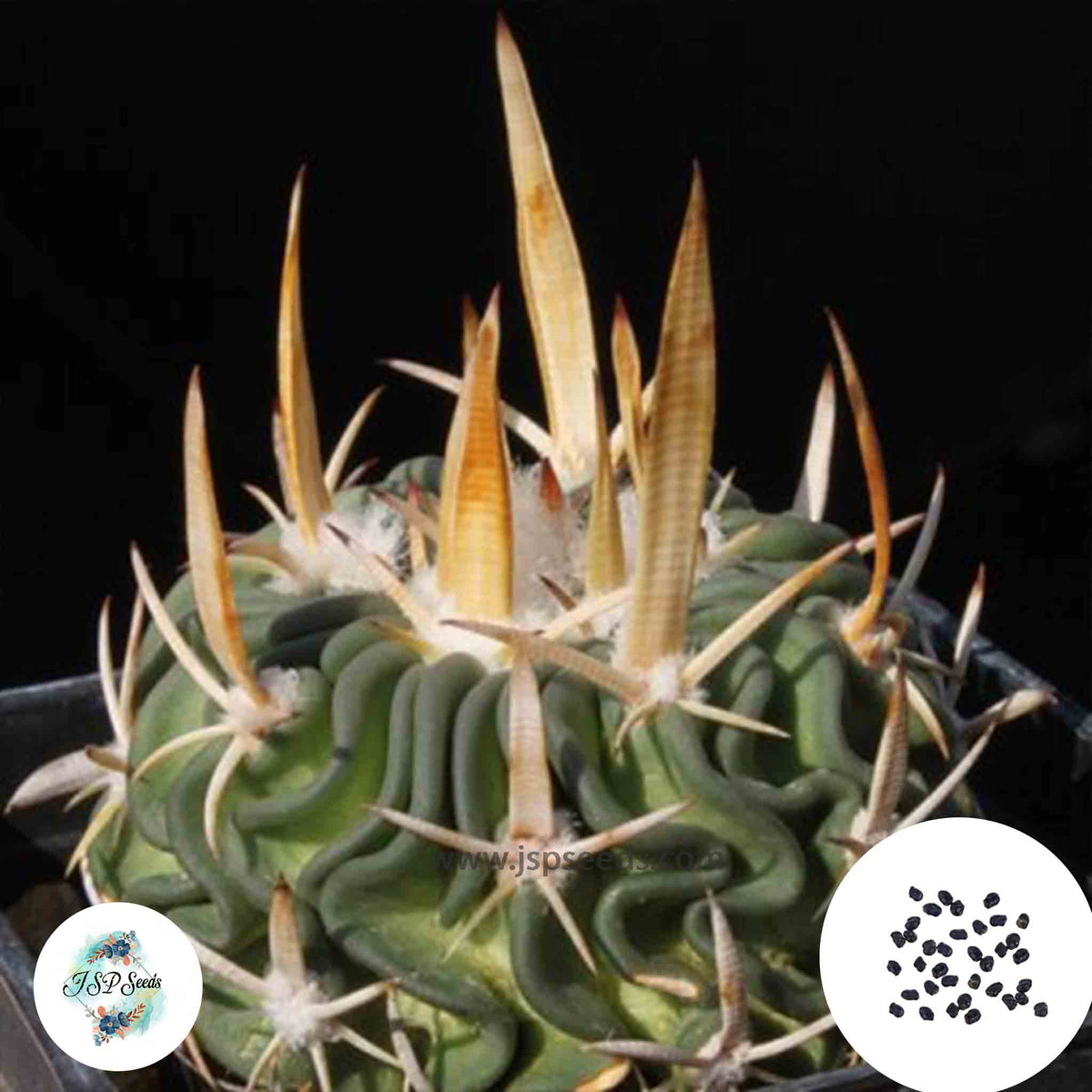 40 Seeds Echinofossulocactus tricuspitatus Cactus Succulent seeds