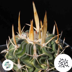 40 Seeds Echinofossulocactus tricuspitatus Cactus Succulent seeds