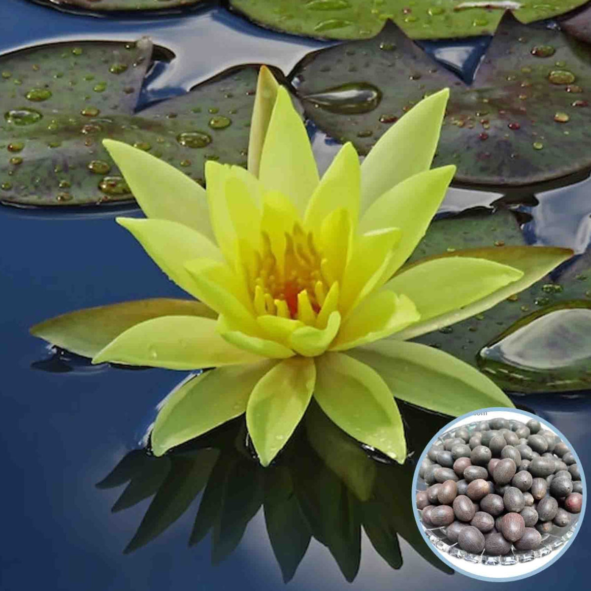 15 Thai Heirloom Lotus flower Bonsai Seeds Water Plants (Original Thai Seeds) 021