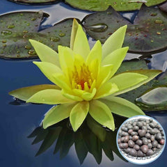 15 Thai Heirloom Lotus flower Bonsai Seeds Water Plants (Original Thai Seeds) 021