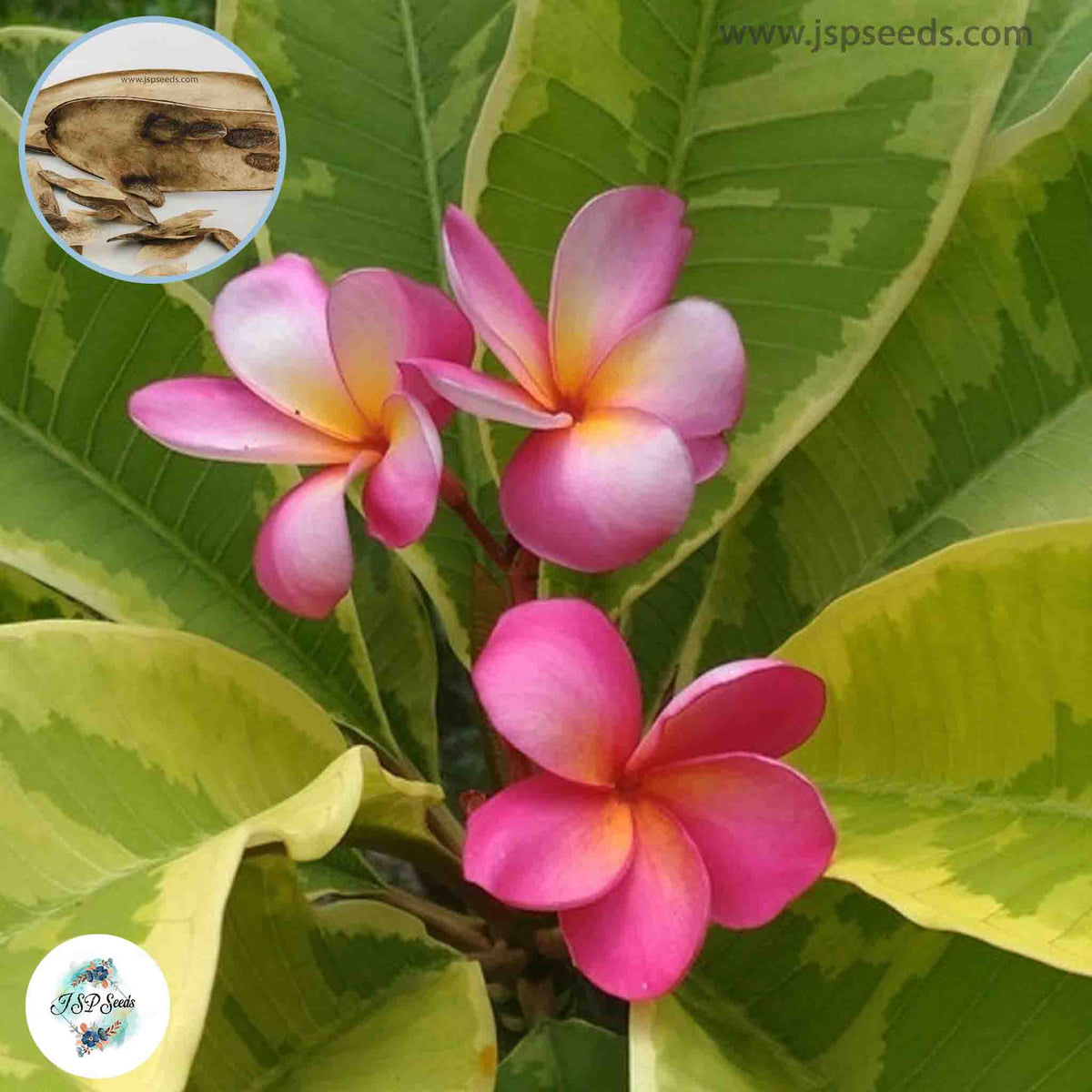 20 Thai Variegated Plumeria Rubra 1(Frangipani) Seeds Fresh Flower New Seeds