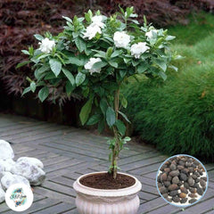 20 Gardenia Seeds Cape Jasmine