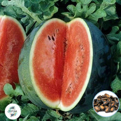 30 Giant Red Watermelon Seeds Tropical Sweet Seeds (Asia Fruit)