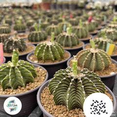 40 seeds Gymnocalycium friedrichii  Cactus Succulent seeds  LB2178 (S)