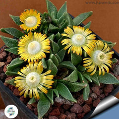 Nananthus vittatus / 40 seeds