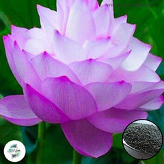 50 Thai Heirloom Mini Lotus Water lily flower Bonsai Seeds Water Plants (Original Thai Seeds) 008