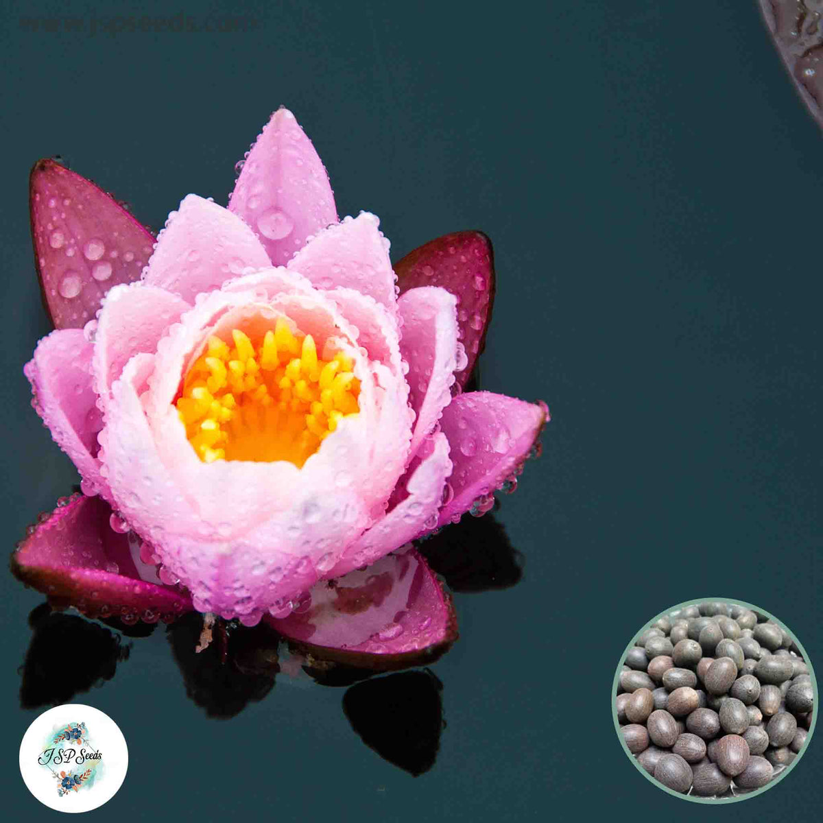 15 Thai Heirloom Lotus flower Bonsai Seeds Water Plants (Original Thai Seeds) 031