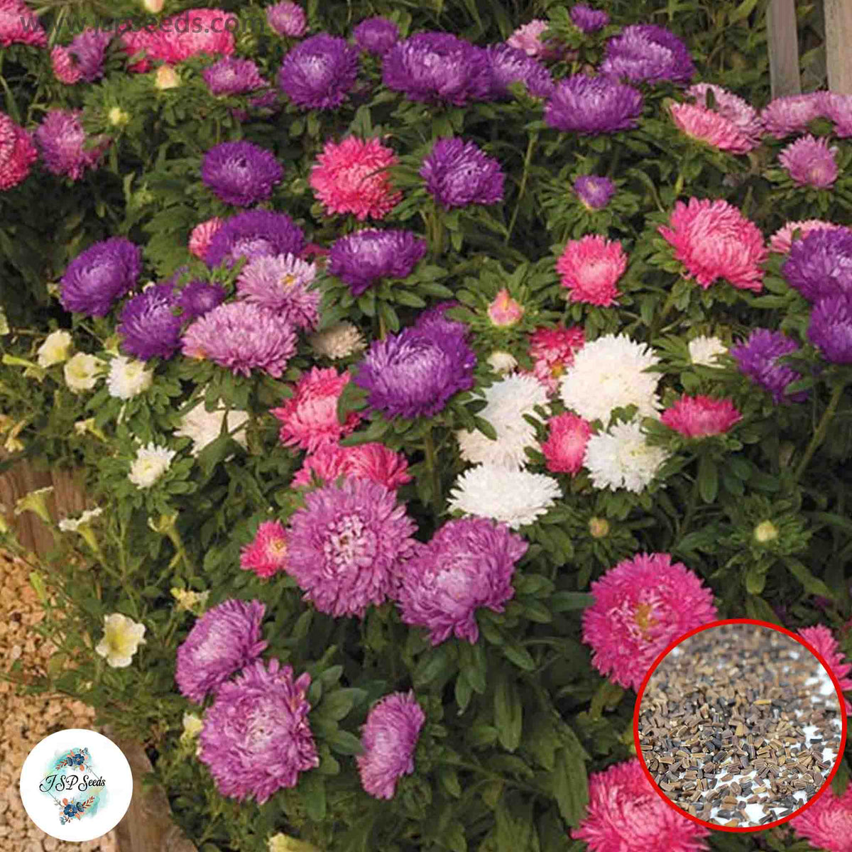 100 Mixed Aster Flower Rainbow Chrysanthemum Flowers Home Garden Decoration Seeds