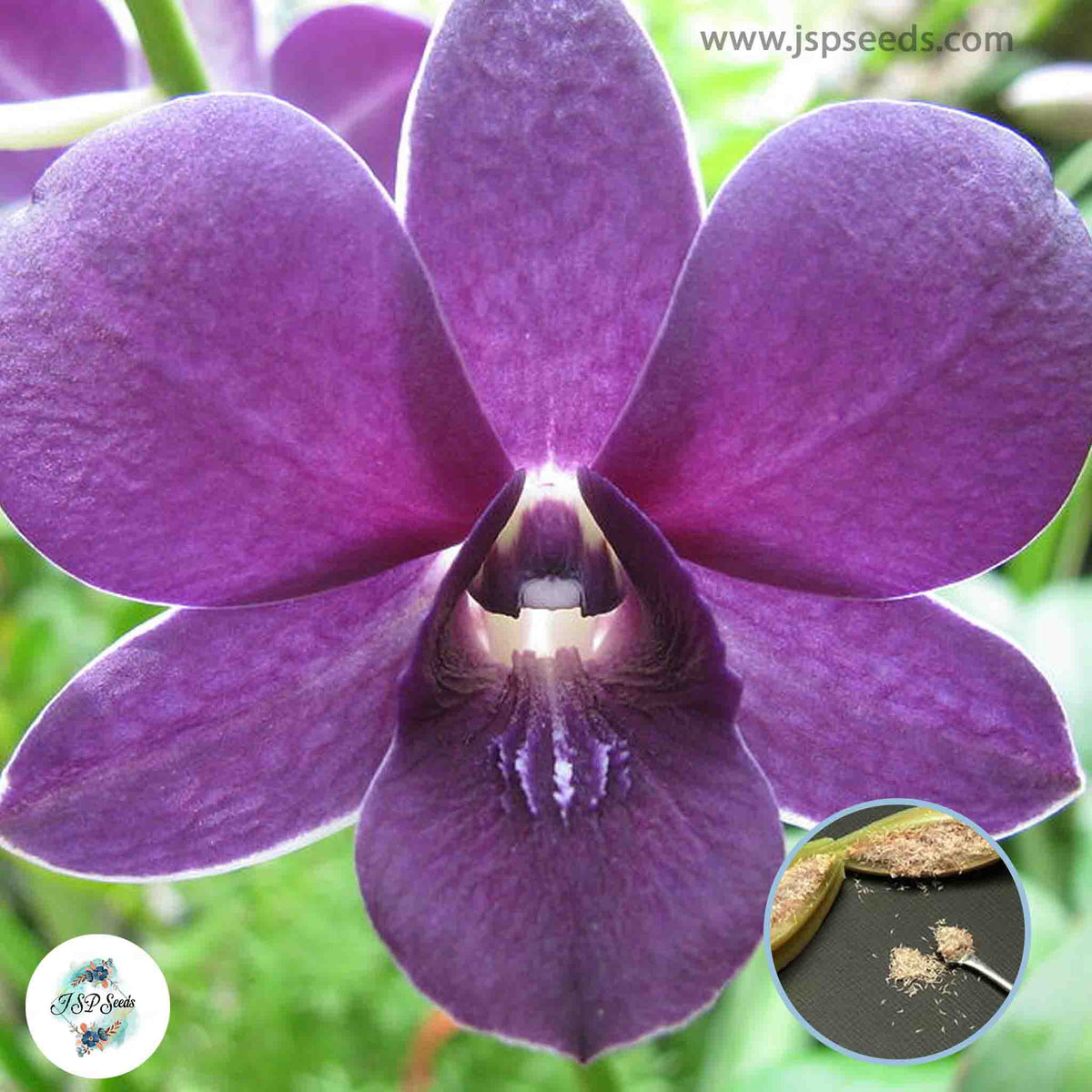 50 Purple Dendrobium Orchid flower Seeds (Flower Garden Potted Plants)Thailand Orchids