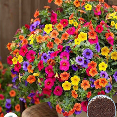 1000 Mixed Petunia Flower Seeds (Flower Plants)