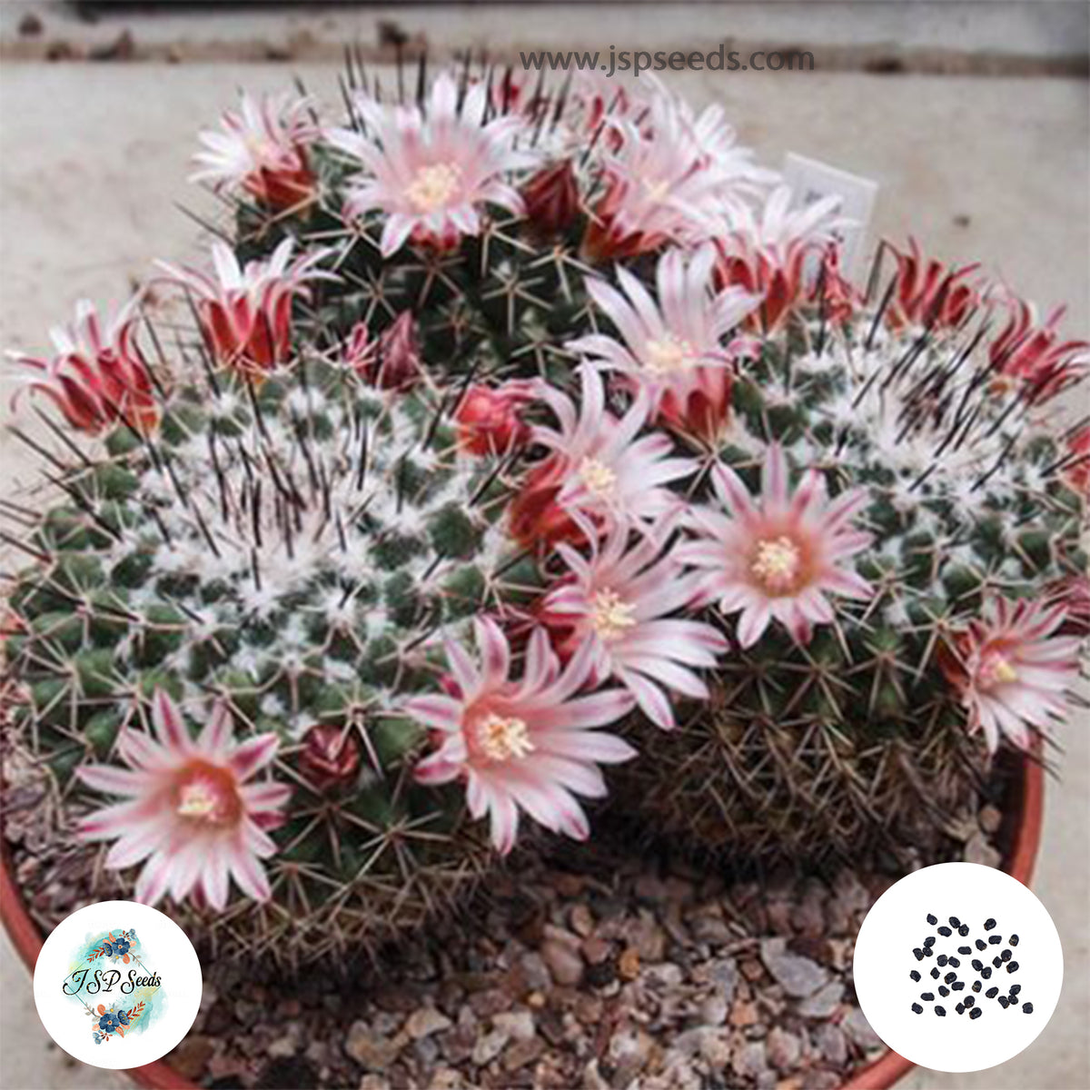 40 seeds Mammillaria pettersonii  Cactus Succulent seeds