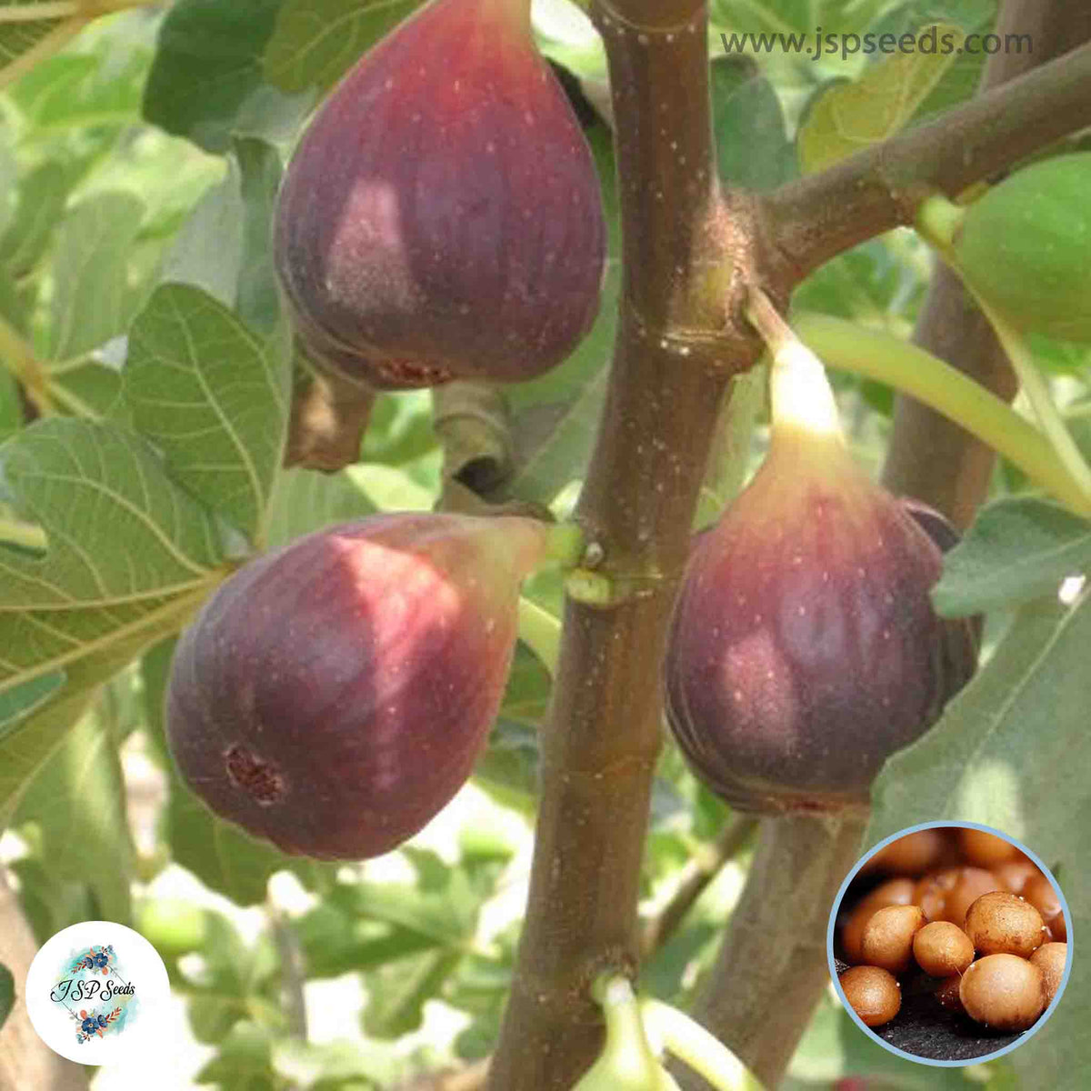 30 Osborne Prolific Ficus Carica Seeds Fig Seeds Tropical Bonsai Rare Fruit Seeds