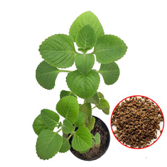 100 Oregano Herb Seeds