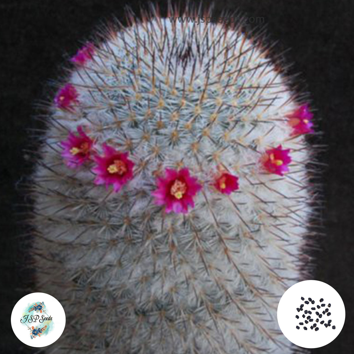 40 Seeds Mammillaria schmollii Cactus Succulent seeds