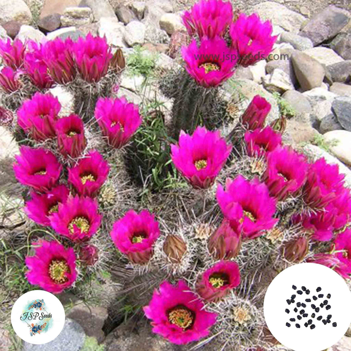 40 Seeds Echinocereus engelmannii Cactus Succulent seeds