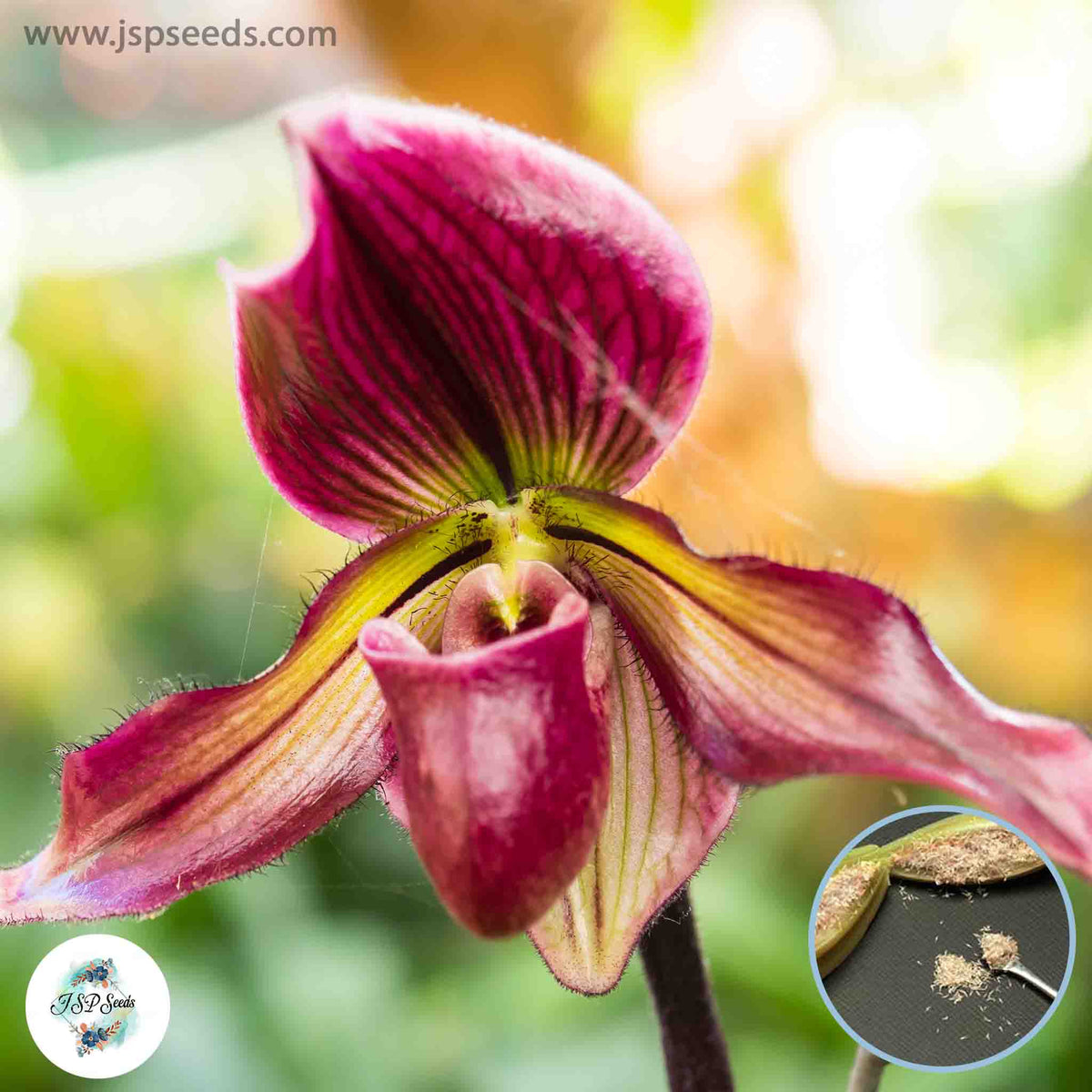 50 Paphiopedilum Orchids Lady Slipper Orchid flower Seeds (Flower Garden Potted Plants)