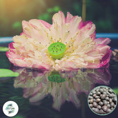 15 Thai Heirloom Lotus flower Bonsai Seeds Water Plants (Original Thai Seeds) 038