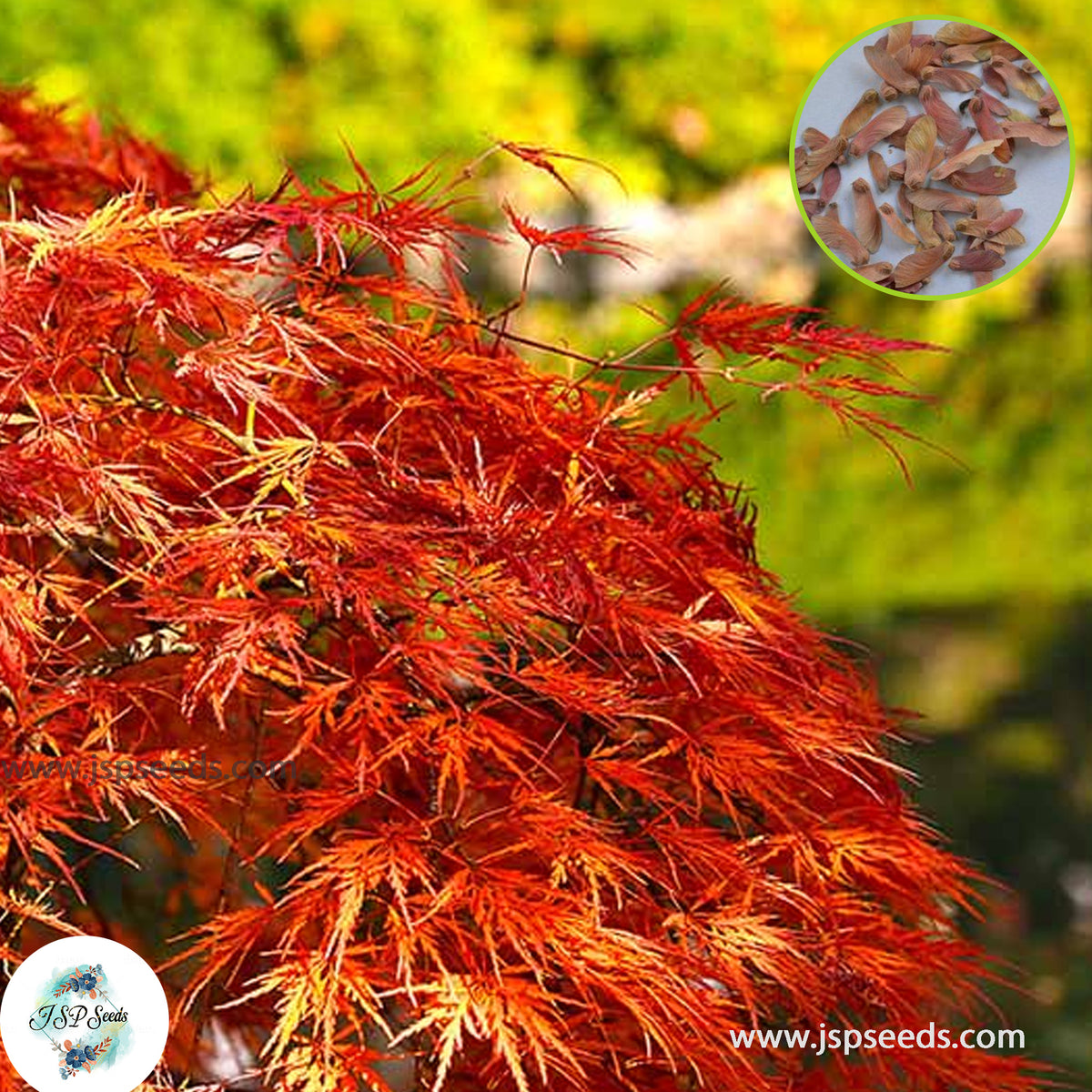 30 Japanese Red Maple Maple Acer palmatum Smooth Japanese Maple Seeds ...