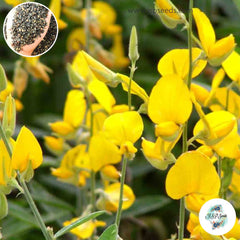 300 Crotalaria juncea Madras hemp Sunn Indian hemp Madras hemp Seeds