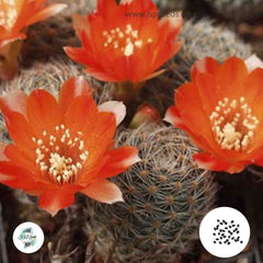 40 Seeds Mediolobivia christinae Cactus Succulent seeds