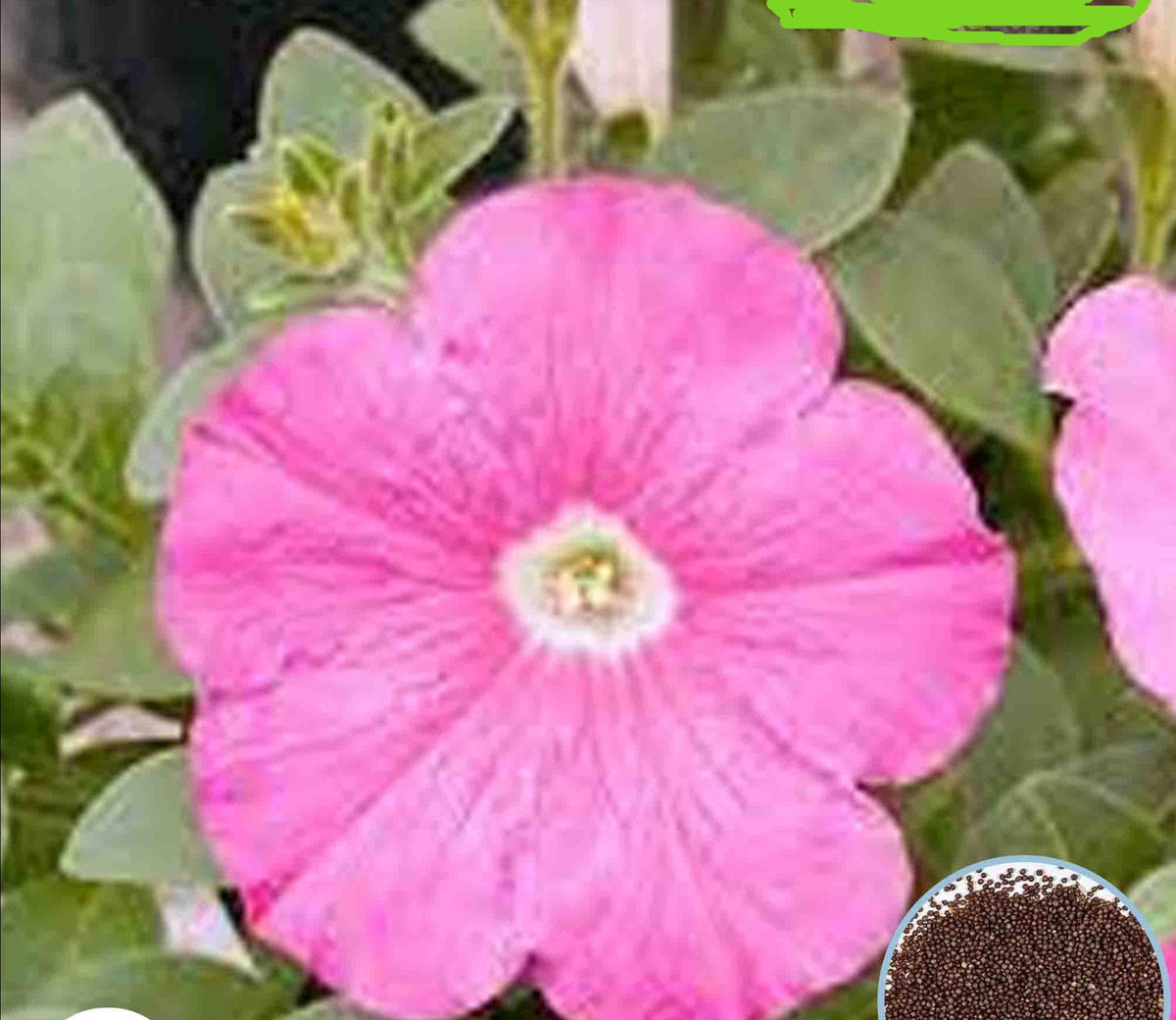 1000 Pink Avalanche Petunia Seeds Grandiflora, Multiflora, Milliflora Perennial Flowers Annual Seeds (Flower)