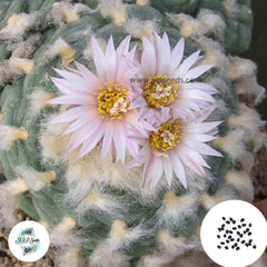 40 Seeds Lophophora koehresii, Encarnacion Cactus Succulent seeds