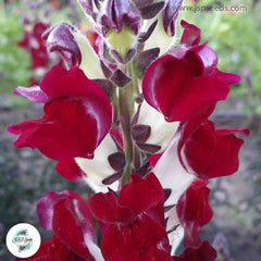 300 Night and Day Snapdragons (Antirrhinum majus) Seeds (Flower Garden Plants)