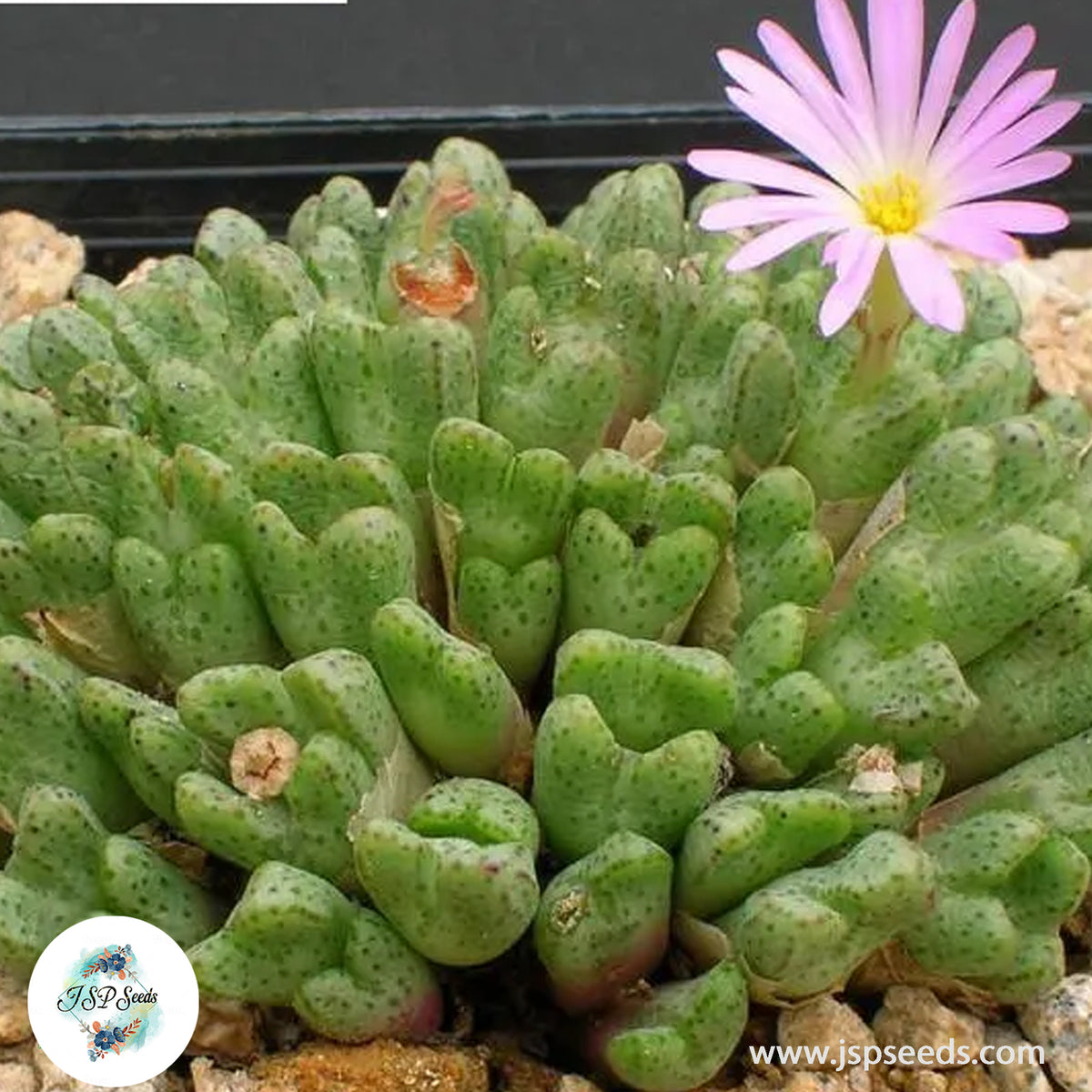 Conophytum tantillum (Red-lipped buttons) / 40 seeds