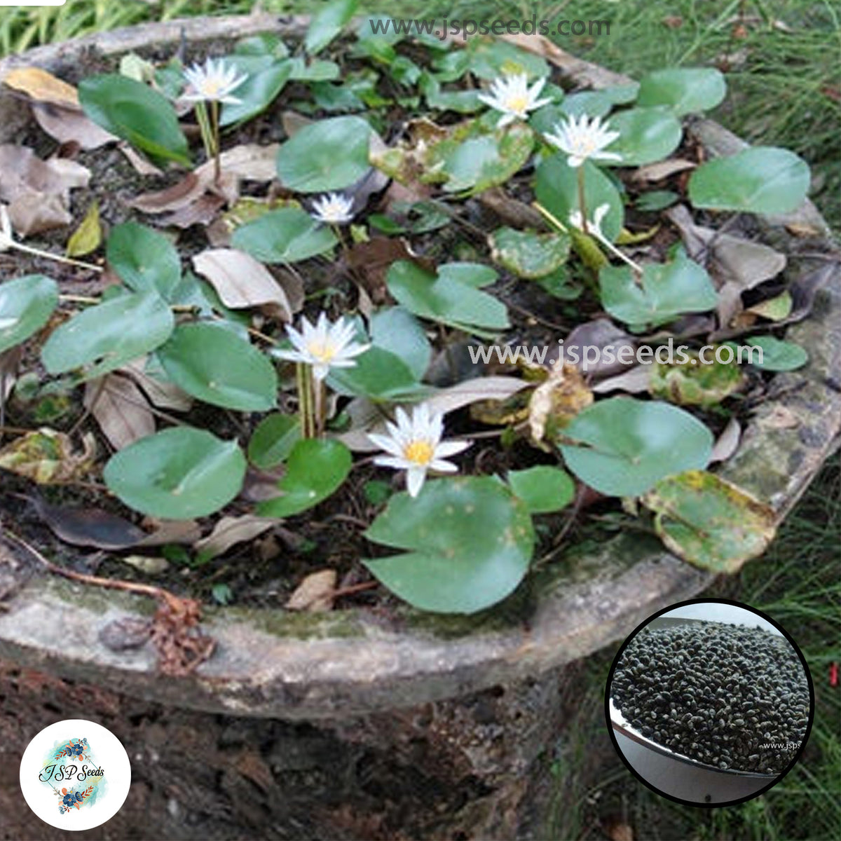 50 Thai Heirloom Mini Lotus Water lily flower Bonsai Seeds Water Plants (Original Thai Seeds) 002