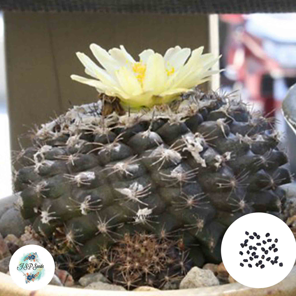 40 Seeds Copiapoa tenuissima Cactus Succulent seeds