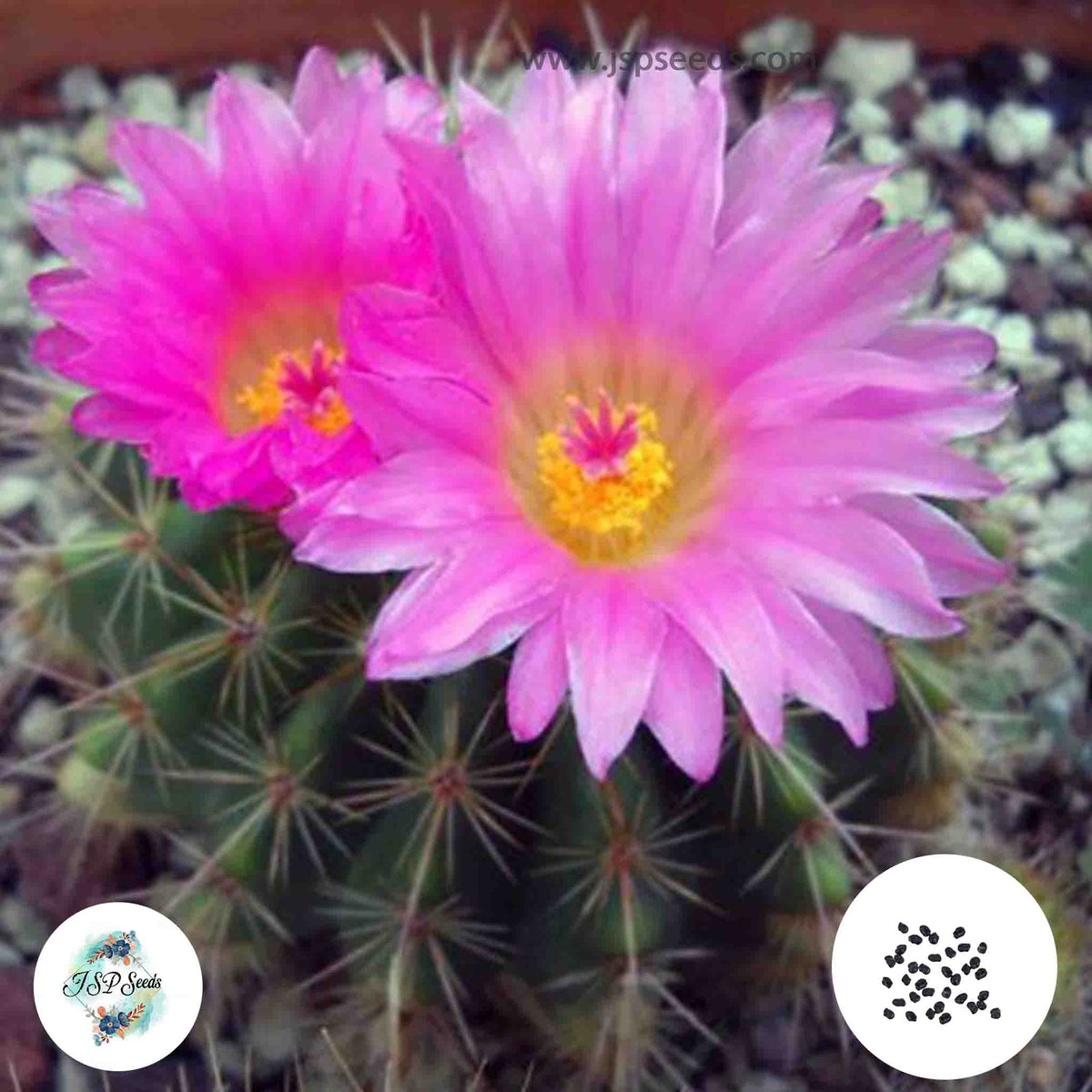 40 Seeds Notocactus herteri Cactus Succulent seeds