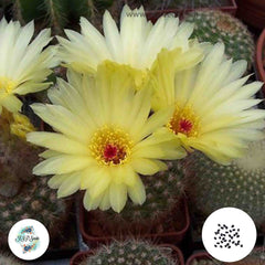 40 Seeds Notocactus tabularis Cactus Succulent seeds HU292