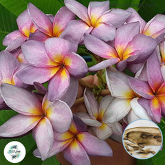 20 Thai Mung Saryaim2 Plumeria Rubra (Frangipani) Seeds Fresh Flower New Seeds