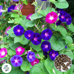 50 Mixed Morning Glory Flower Seeds (Flower Plants)