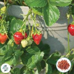 100 Seascape Strawberry Homegrown Edible Garden Fruit Organic Sweet Non-GMO Berry Seeds