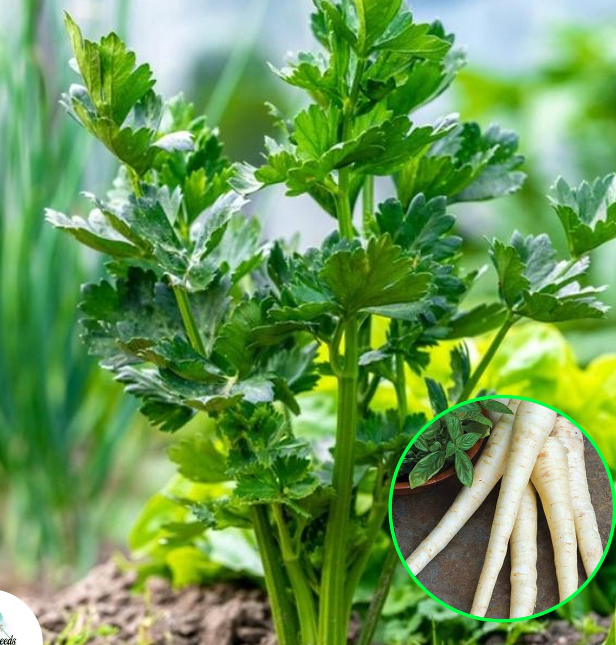 100 Parsnip Pastinaca sativa Heirloom Seeds (Vegetable Potted Plants)