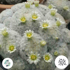 40 Seeds Mammillaria plumosa Cactus Succulent seeds