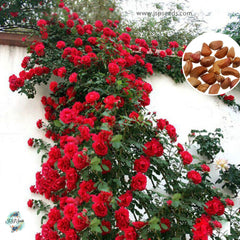 50 Heirloom Red Climbing Rose Rosa Multiflora Perennial Fragrant flower Bonsai Garden Seeds