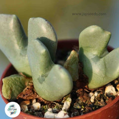 Conophytum quaesitum / 40 seeds