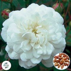 50 Heirloom Little White Pet English Rose flower Bonsai Garden Seeds